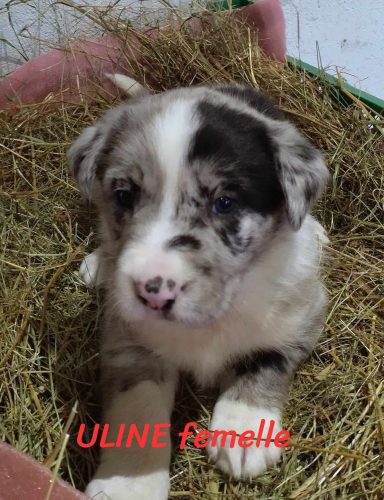 ULINE femelle bleu merle