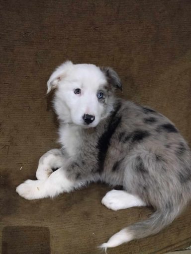 UXIE femelle seal merle