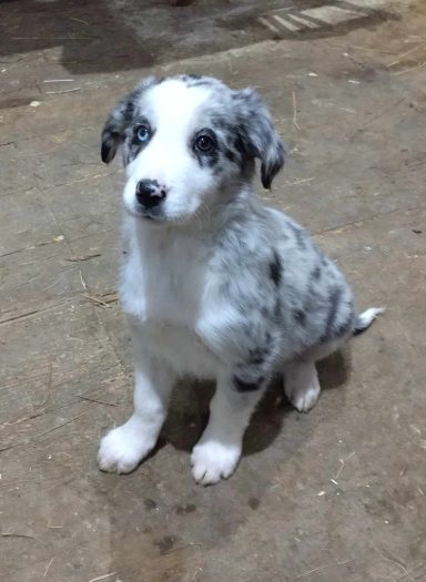 UPSY BLEU MERLE