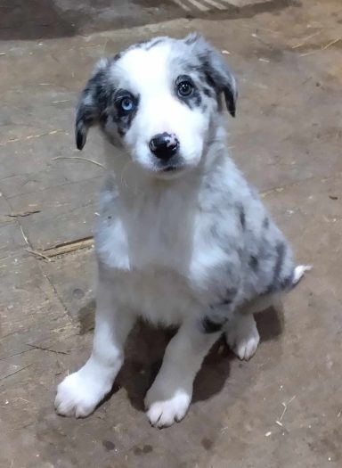 UPSY BLEU MERLE